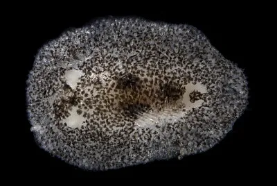 Onchidoris pusilla jigsaw puzzle