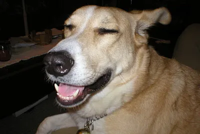 Pee Dog
