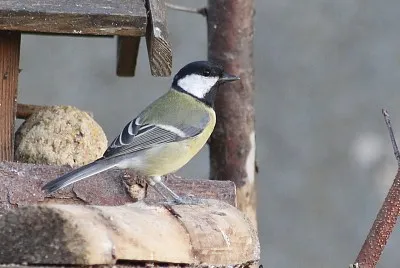 MÃ©sange charbonniÃ¨re