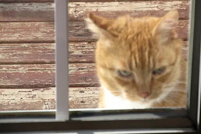 Peekaboo!  Anybody home?