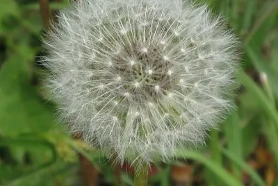 Dandelion puffball