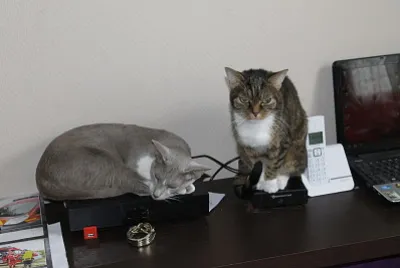 chats 2