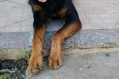 Thor rottweiler