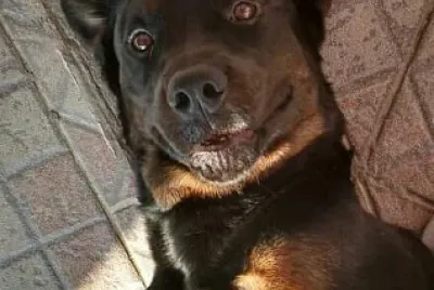 CÃ£o rottweiler