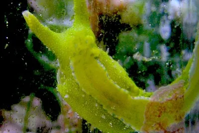Oxynoe olivacea jigsaw puzzle