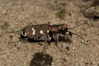Cicindela hydrida