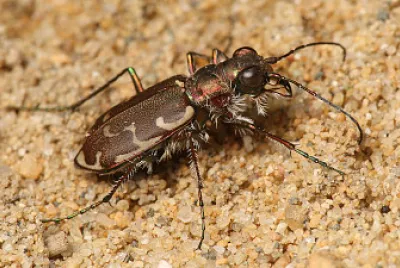 Cicindela repanda