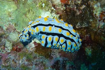 Phyllidia varicosa