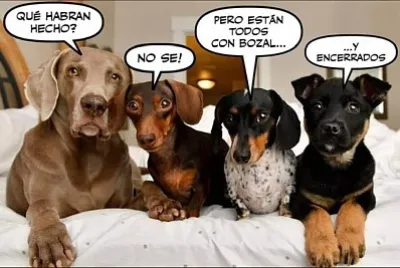 perros jigsaw puzzle