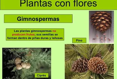 Plantas - clasificaciÃ³n jigsaw puzzle