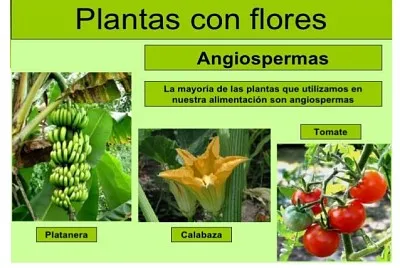 Plantas - clasificaciÃ³n jigsaw puzzle
