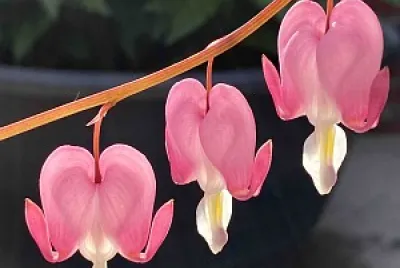Flores jigsaw puzzle