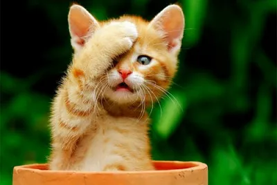Miau