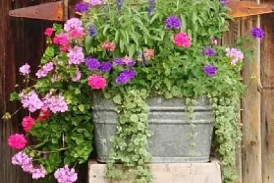 פאזל של flores