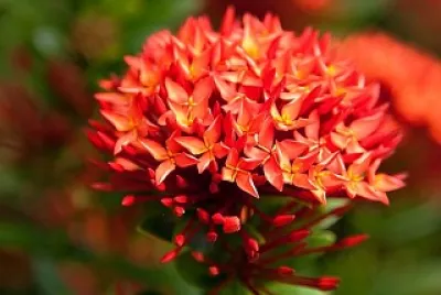 flores jigsaw puzzle