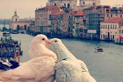 love