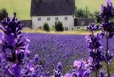 flores