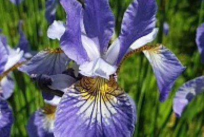 Flor jigsaw puzzle