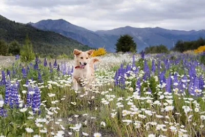 Cachorro no bosque