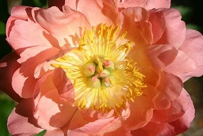flores