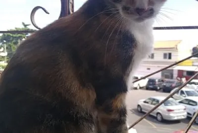 Sophia gato 2