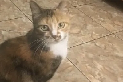 SOPHIA GATO3