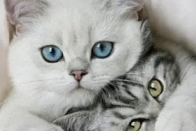 animals