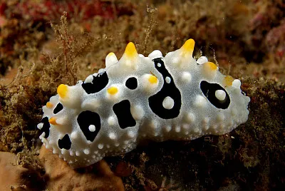 Phyllidia babai jigsaw puzzle