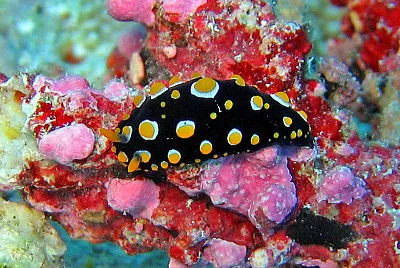 Phyllidia carlsonhoffi