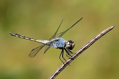 Potamarcha congener