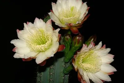 פאזל של Cactus