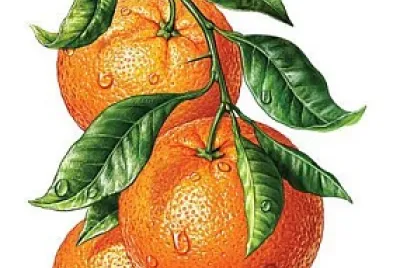 Laranja Com Paletas