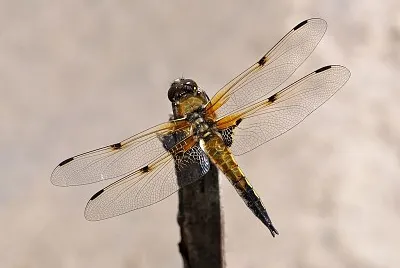 Quadrimaculata
