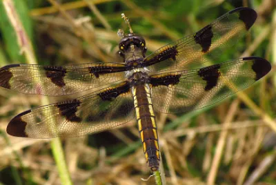 Pulchella