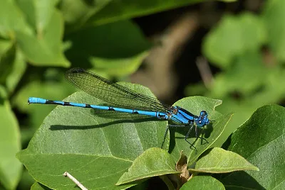 Argia anceps