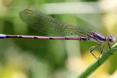 Argia violacea fumipennis