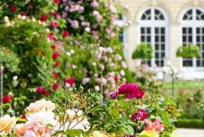 flores