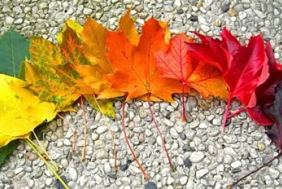 cores