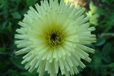 פאזל של Fleur des champs