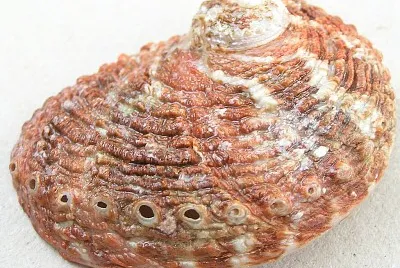 Haliotis roei