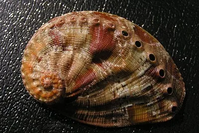 Haliotis semplicata