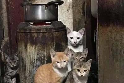 gaticos