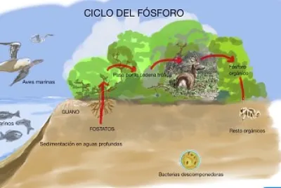 CICLO DEL FOSFORO
