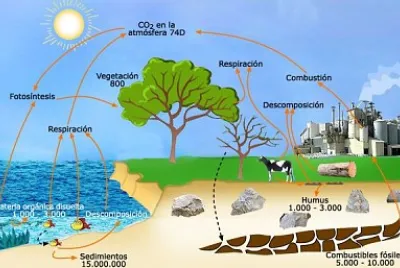 CICLO DEL CARBONO