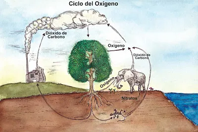 CICLO DEL OXIGENO