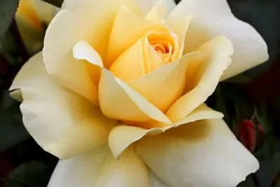 flores jigsaw puzzle