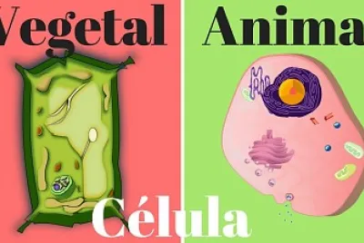 CÃ‰LULA VEGETAL Y ANIMAL