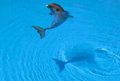 dolphin1 jigsaw puzzle