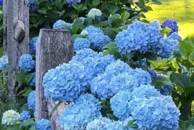 flores