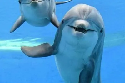 delfines jigsaw puzzle